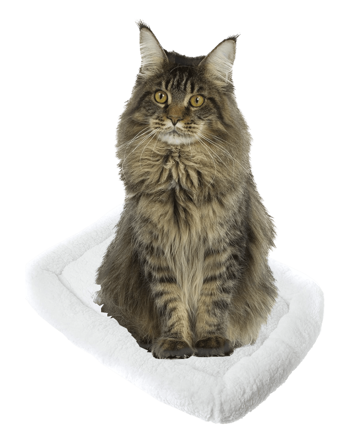 Pet Beds (Cats or other household creatures) - FireflyBazaarTX