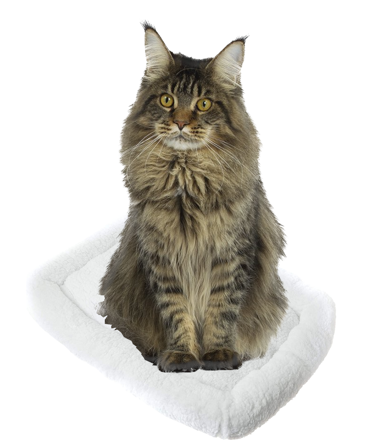 Pet Beds (Cats or other household creatures)