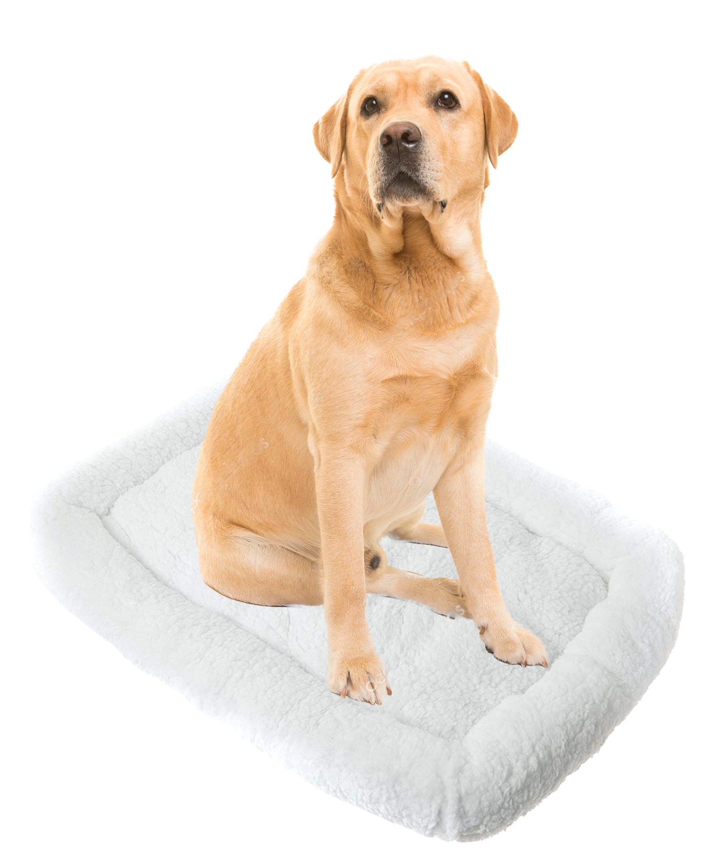 Pet Bed Size